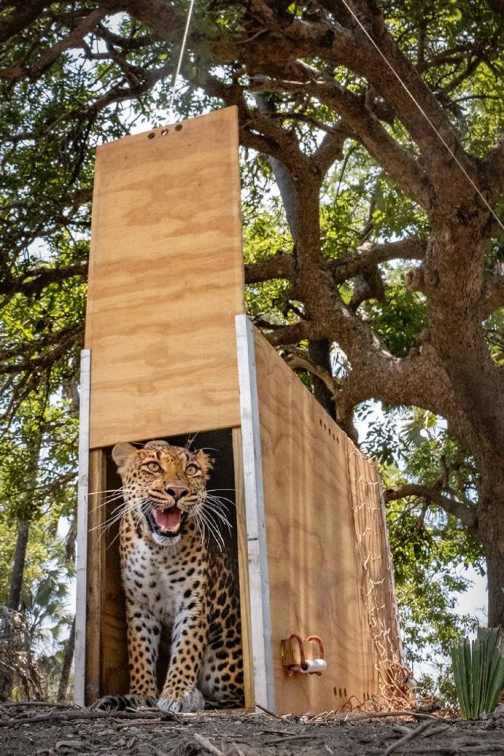 A NATURA realiza uma primeira contribuição para o programa de reintrodução do leopardo no PNG