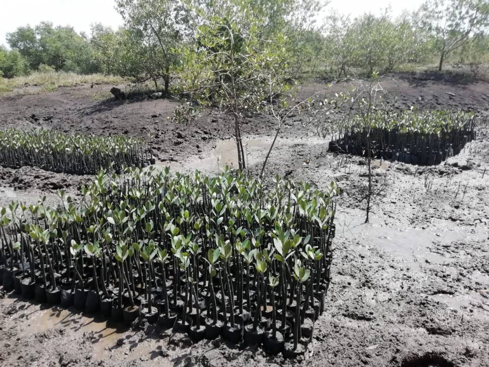 ASSINATURA DA ADENDA ENTRE A NATURA E A SATHUMA